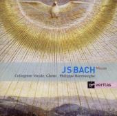Album artwork for Bach: Masses BWV233-236 etc. / Herreweghe